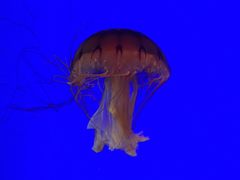 -上海海洋水族馆