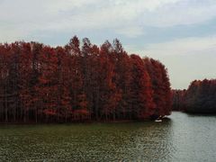 -上海海湾国家森林公园