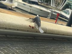 -伊莉莎白堤岸