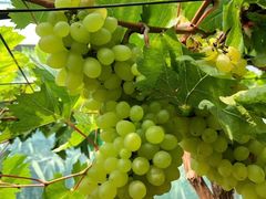 -海堤葡萄园中小学生研学基地