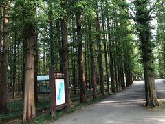 -日照海滨国家森林公园