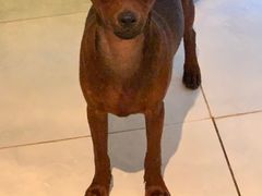 -宠福鑫康馨动物医院·骨科·眼科