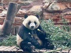 -石家庄市动物园