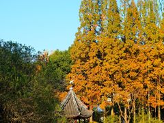 -上海醉白池公园