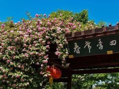 -鹅湖玫瑰文化园
