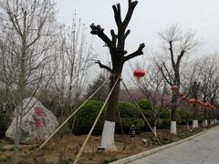 -大槐树寻根祭祖园