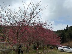 -广州市石门国家森林公园