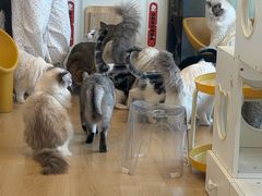 -有喵·猫咖·狗咖·30几只猫10只小狗(岗厦店)