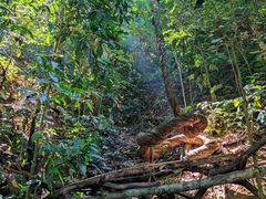 -西双版纳原始森林公园