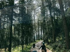 -重庆睡佛山森林公园