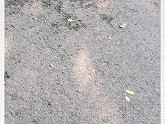 -大湾区中央湿地公园