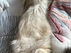-柚子猫舍·精品猫舍购猫·猫咪认养·购宠·宠物店
