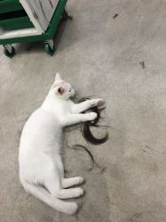 -和良形象