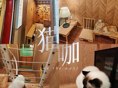 -MOCHA明星猫咖(田子坊店)