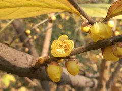 -三圣花乡旅游区