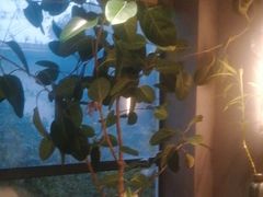 -恬阿姨庭院餐厅·生日宴