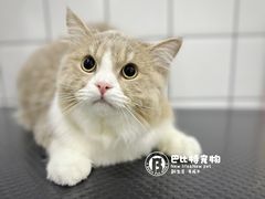 -BABIT巴比特宠物(MOMOPARK店)