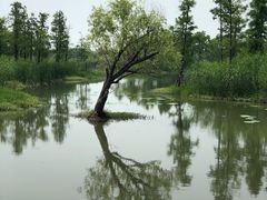-贡湖湾湿地公园