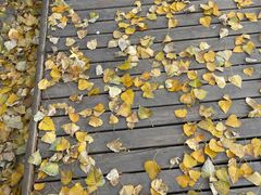 -回龙观体育文化公园