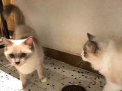 -喵喵咪呀布偶猫咖(春熙路店)