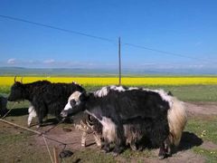 -青海湖国家重点风景名胜区