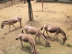 -贵州森林野生动物园