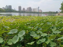 -莲花池公园
