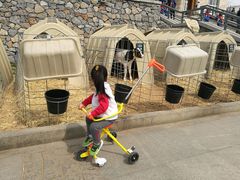 -君乐宝优致牧场