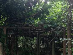 -广西壮族自治区药用植物园