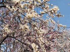 -桃花堤公园