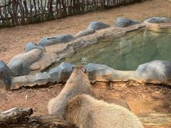 -云南野生动物园