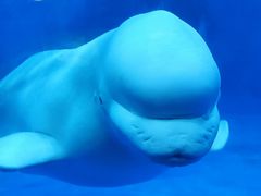 -海合安天津极地海洋公园
