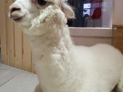 -Heymao猫咖.咖啡厅(东门店)