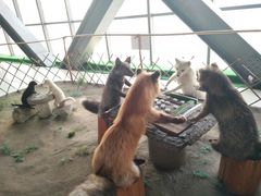 -肃宁华斯国际裘皮城