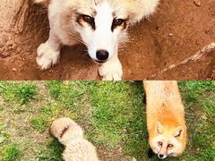 -西霞口神雕山野生动物世界