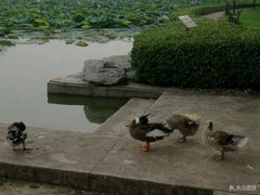 -东方太阳城淮扬餐厅(会所中餐厅店)