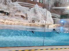 -帝企鹅自助餐厅•儿童岛•真企鹅(长隆企鹅酒店)