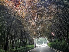 -石羊农庄