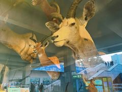 -陕西自然博物馆