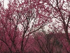 -秀丽东方