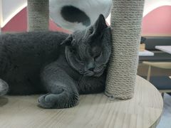 -喵园·猫主题咖啡厅·撸猫·猫咖(国贸店)