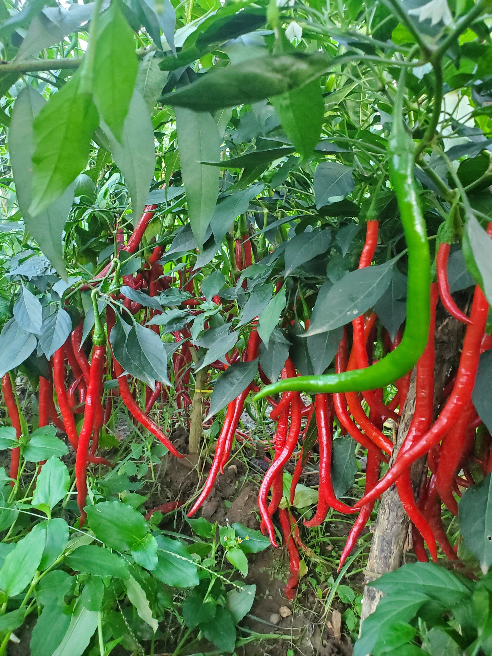 果园里的小辣椒