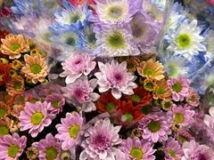 -溪岸路花鸟市场