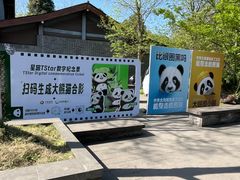 -都江堰中华大熊猫苑