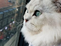 -怪兽屋·羊驼·猫咖·狗咖(俊华广场店)