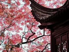 -八大山人梅湖景区