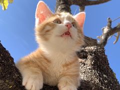 -CGWANG王氏教育(上海校区)