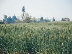 -三圣花乡旅游区