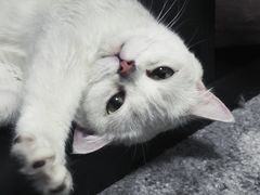 -PETKIT 小佩宠物·低压洗护·美容·寄养(安远店)