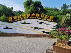 -西双版纳原始森林公园